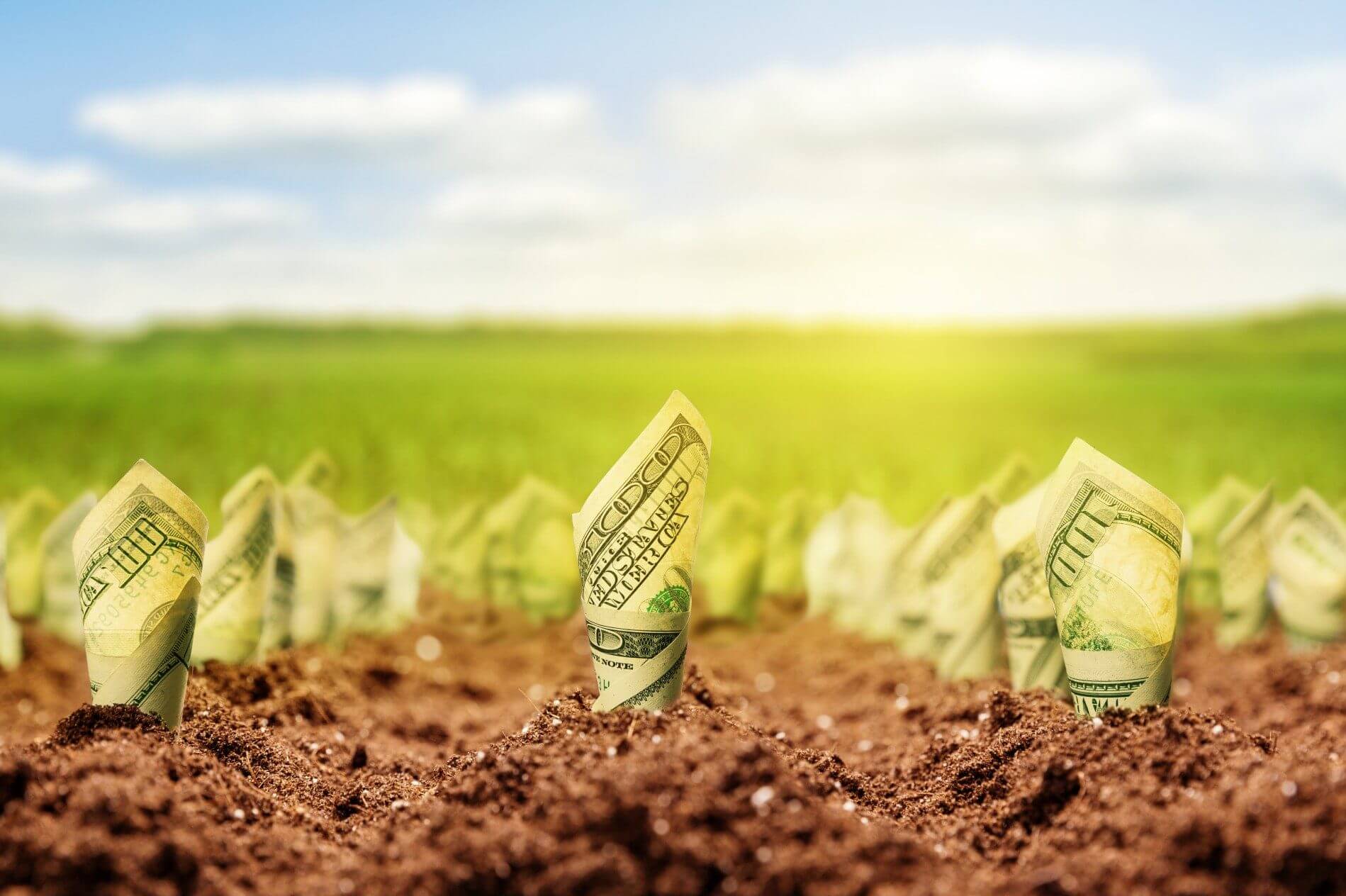 A close-up of soil with green sprouts emerging.